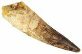 Large, Spinosaurus Tooth - Real Dinosaur Tooth #192186-1